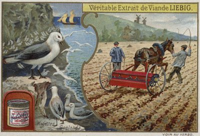 Liebig-Karte mit Seevögeln von French School