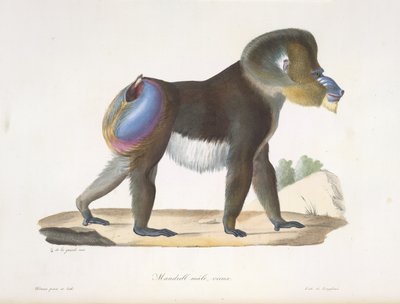 Alter Mandrill-Pavian, aus Histoire Naturelle des Mammifères von French School