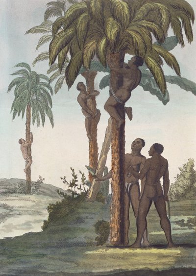 Männer klettern auf Bäume für Sheabutter, Senegal von French School