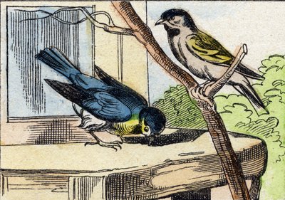 Meise. Gravur in "Buffon Alphabet des Oiseaux n 1" von French School