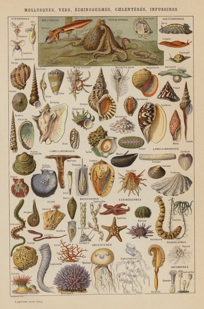 Weichtiere, Würmer, Stachelhäuter, Hohltierchen, Infusorien (Farblithografie) von French School