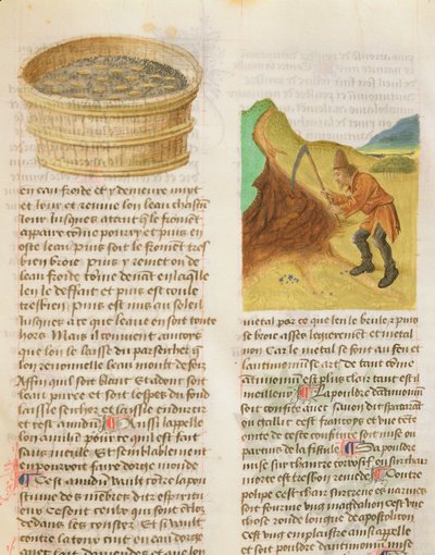 Ms. De Diversis Herbis von Dioscorides, fol.8r Samen in einer Wanne und Suche nach Enzianwurzeln von French School