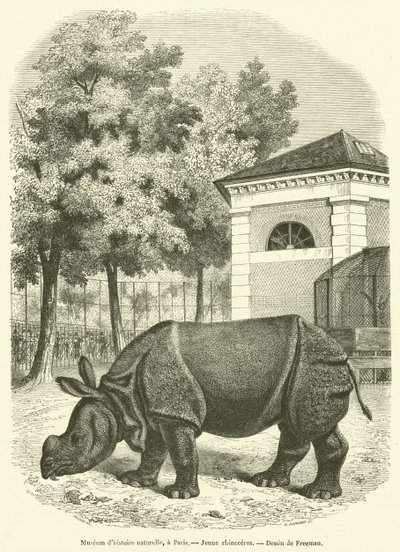 Naturhistorisches Museum in Paris, Junges Nashorn von French School