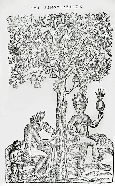 Nana fuit, Heilpflanze, Illustration aus Singularitäten von Frankreich Antarctique, von Andre de Thevet, 1558 von French School