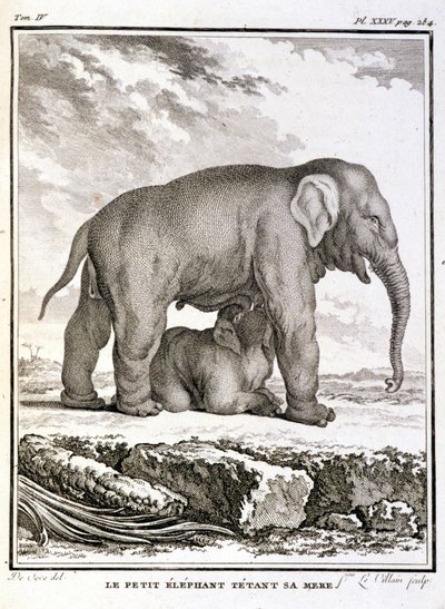 Naturgeschichtstafel: Der kleine Elefant neckt ihre Mutter - in „Naturgeschichte, allgemein und besonders“ von Buffon von French School