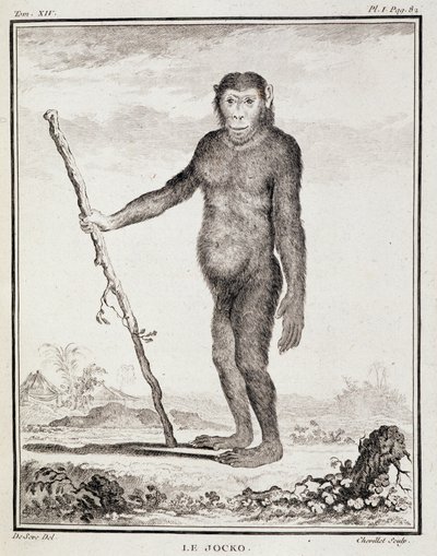 Naturgeschichtstafel: Der Jocko - in „Naturgeschichte, allgemein und besonders“ von Buffon von French School