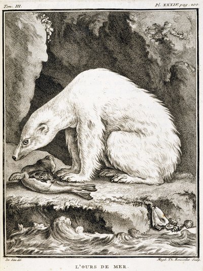 Naturgeschichtstafel: Der Seebär frisst eine Robbe - in „Naturgeschichte, allgemein und besonders“ von Buffon von French School