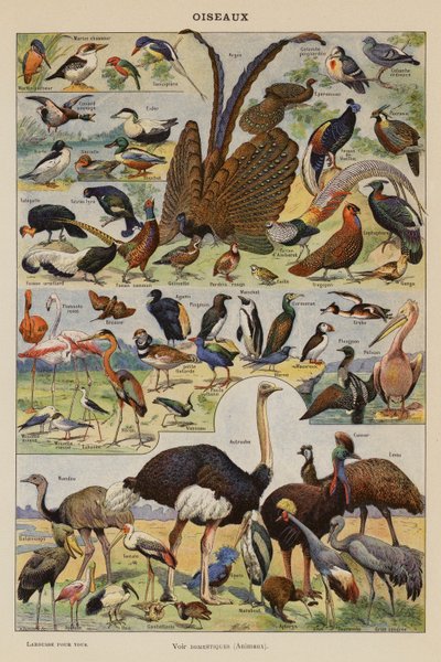 Vögel (Farblithografie) von French School