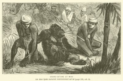 Orang-Utan und Mias von French School