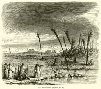 Plage der Heuschrecken von French School
