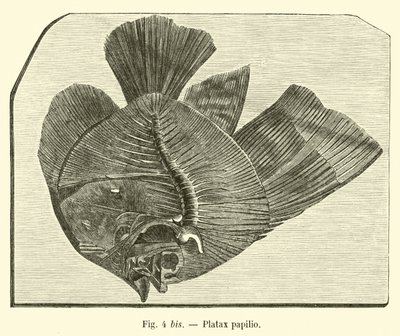 Platax papilio von French School