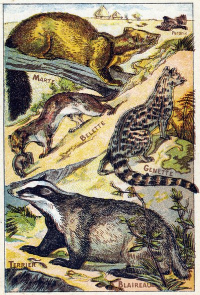 Tafel 1: Rebhuhn, Marder, Wiesel, Ginsterkatze, Dachs, Terrier. Gravur in "Syllabary alphabet all kinds of beets" von French School
