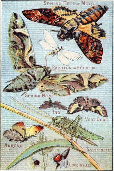 Tafel 1: Totenkopf-Sphinx, Hopfenfalter, Sphinx Neri, Ino, Goldgrün, Aurora, Heuschrecke, Marienkäfer. Gravur in "Syllabary alphabet of butterflies and insects". Serie A. Pellerin et Cie, Drucker-Verleger, Epinal, Ende des 19. Jahrhunderts. Chromolithograp von French School