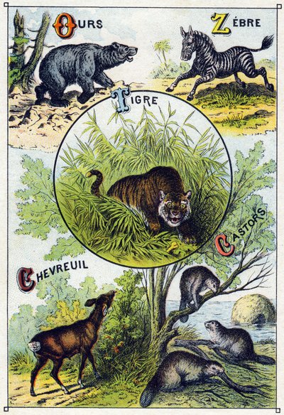 Tafel 2: Bär, Zebra, Tiger, Hirsch, Biber. Gravur in "Silbenalphabet der wilden Tiere". Serie A. Pellerin et Cie, Drucker-Verleger, Epinal, Ende des 19. Jahrhunderts von French School