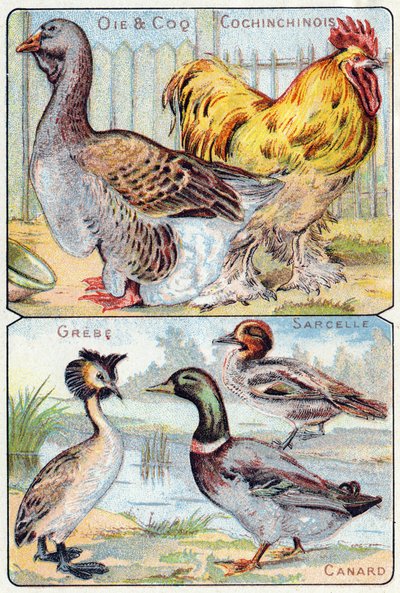 Tafel 2 oben: Gans und Hahn und Chinesen; Unten: Lappentaucher, Krickente, Ente. Gravur in "Syllabary alphabet of birds and reptiles". Serie A. Pellerin et Cie, Drucker-Verleger, Epinal, Ende des 19. Jahrhunderts. Chromolithographien. von French School