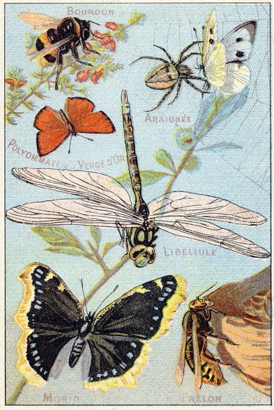 Tafel 3: Hummel, Spinne, Goldruten-Polyommate, Libelle, Trauermantel, Hornisse. Gravur in "Syllabary alphabet of butterflies and insects". Serie A. Pellerin et Cie, Drucker-Verleger, Epinal, Ende des 19. Jahrhunderts. von French School