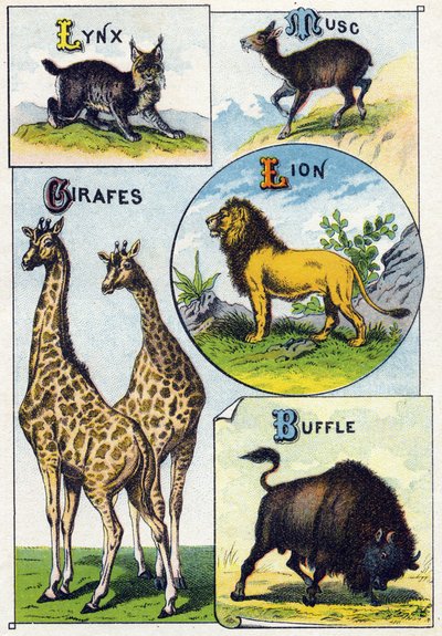 Tafel 3: Luchs, Moschus, Giraffen, Löwe, Büffel. Gravur in "Syllabary alphabet of wild animals". Serie A. Pellerin et Cie, Drucker-Verleger, Epinal, Ende des 19. Jahrhunderts. Chromolithographien. Kleines 8-seitiges Werbealbum mit einem Silbenalphabet und  von French School