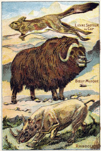Tafel 4: Springender Kap-Hase, Moschusochse, Nashorn. Gravur in "Syllabary alphabet all kinds of beets" von French School