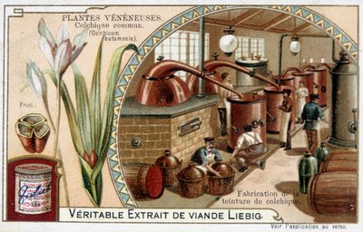 Giftpflanzen: Herbstzeitlose und Herstellung von Herbstzeitlosen-Tinktur - Chromo. Liébig, späte 19. Jahrhundert von French School
