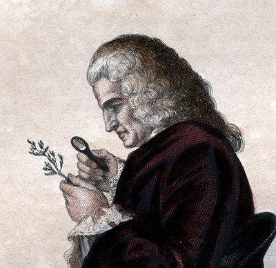 Porträt von Bernard de Jussieu (1699-1777), französischer Naturforscher von French School