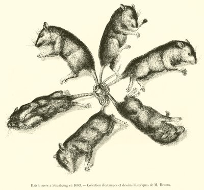 Ratten in Straßburg gefunden im Jahr 1683 von French School