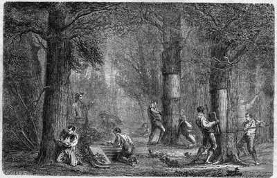 Ernte der Rinde der Korkeiche. Gravur in "Histoire des plantes" von Louis Figuier, veröffentlicht in "Le Monde Illustré" Nr. 399 vom 3. Dezember 1864 von French School