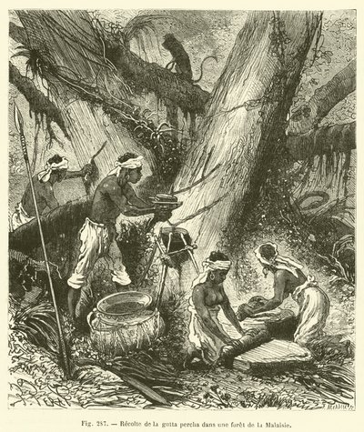 Ernte von Guttapercha in einem Wald in Malaysia von French School