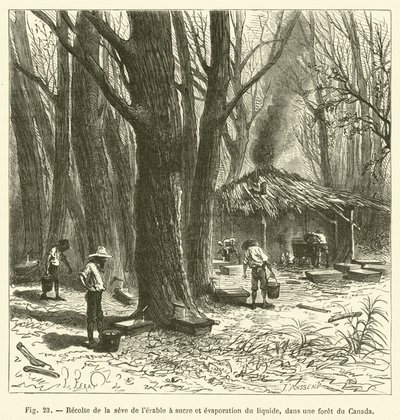 Ernte des Ahornsafts und Verdampfung der Flüssigkeit in einem Wald in Kanada von French School