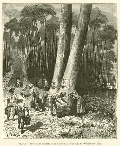 Kautschukernte in einem Wald an den Ufern des Amazonas in Brasilien von French School