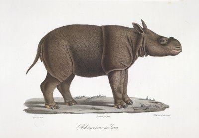 Java-Nashorn, aus Histoire Naturelle des Mammifères von French School