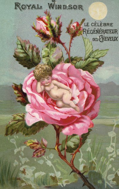 Royal Windsor Haarpflege-Werbung mit einer Rose und einem Baby von French School