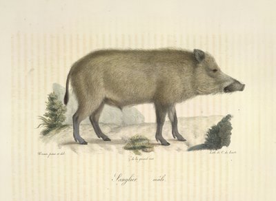 Wildschwein, Männchen, aus Histoire Naturelle des Mammifères von French School