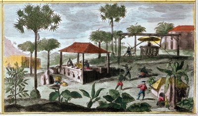 Zuckerproduktion in Westindien, Detail von 00155 - in „Allgemeine Geschichte der Antillen, bewohnt von den Franzosen“ von Du Tertre, frühes 19. Jahrhundert von French School