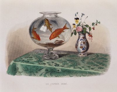Die Goldfische (Goldfische in ihrem Glas) - in „Lacepede“ von French School