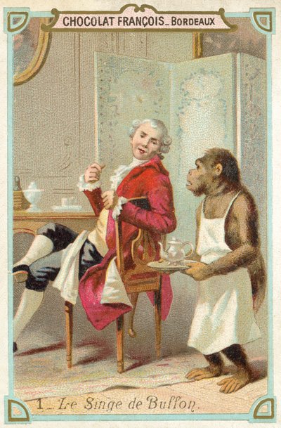 Der Affe des Comte de Buffon, französischer Naturforscher von French School