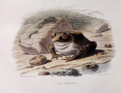 Die Erdkröte (Bufo bufo) - in „Lacepede“ von French School