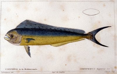 Die Coryphene des Mittelmeers nach „Histoire naturelle des poissons“ von Cuvier, Valenciennes, Paris von French School