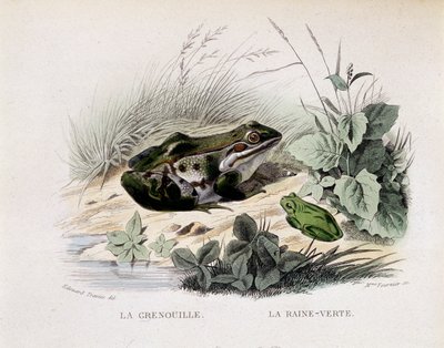 Der Frosch und der grüne Regen (Frosch) - in „Lacepede“ von French School