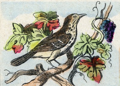 Drossel. Gravur in "Buffon Alphabet des Oiseaux n 1" von French School