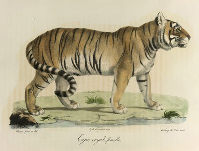 Königlicher Tiger, Weibchen, aus Histoire Naturelle des Mammifères von French School