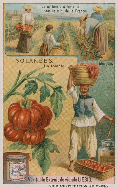 Tomate - Handelskarte der Liebig Company von French School