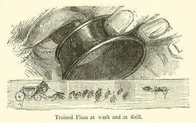 Dressierte Flöhe bei der Arbeit und beim Drill von French School