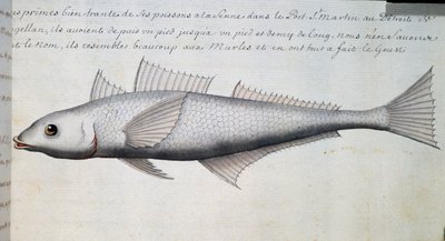 Unbekannter Fisch, Magellanstraße, Aquarell aus dem Logbuch von Jacques Gouin de Beauchesne, Kapitän der Compagnie royale de la Mer du Sud, von 1698 bis 1701 von French School