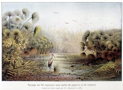 Oberer Nilübergang mit Papyrus und Schilf von French School