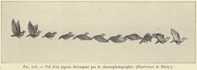 Flug einer Taube, zerlegt durch die Chronofotografie von French School