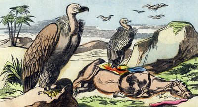 Geier. Gravur in "Buffon Alphabet des Oiseaux n 1" von French School