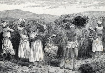 Ernte von gewöhnlichem Smilax oder Sarsaparille oder rauem Winden in Peru (Gravur) 1888 von French School