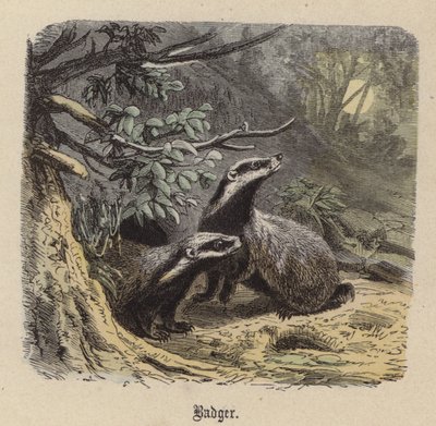 Dachs (kolorierte Gravur) von Friedrich Specht