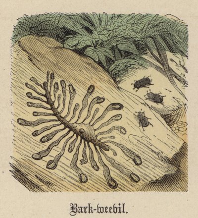 Borkenkäfer (farbiger Stich) von Friedrich Specht