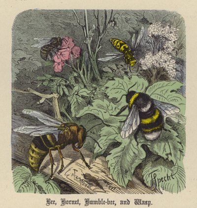 Biene, Hornisse, Hummel und Wespe von Friedrich Specht